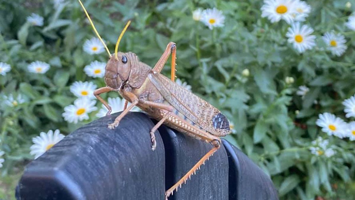 Aparecieron langostas por las que se declaró un alerta nacional  