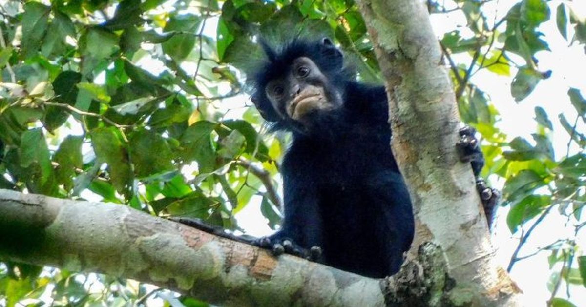 La nueva especie que vive en lo profundo de la selva.