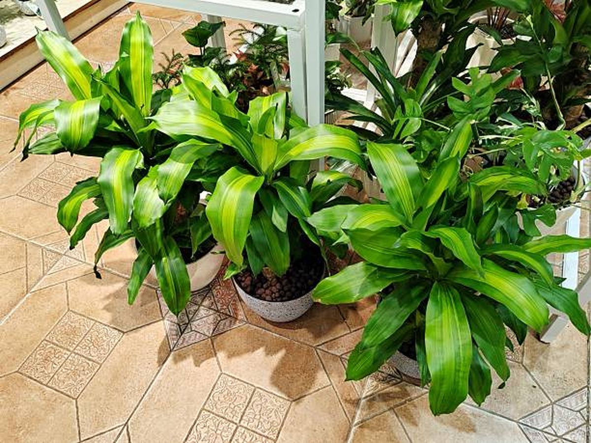 Palo de agua, la planta que que llega para destronar a la lengua de suegra. Palo de agua, la planta que que llega para destronar a la lengua de suegra.
