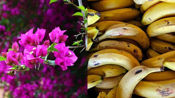 Para qué sirve poner cáscaras de banana en la planta de buganvilla Para qué sirve poner cáscaras de banana en la planta de buganvilla