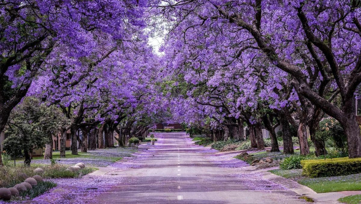 El árbol más hermoso del mundo es nativo de América Latina: supera al cerezo en flor japonés
