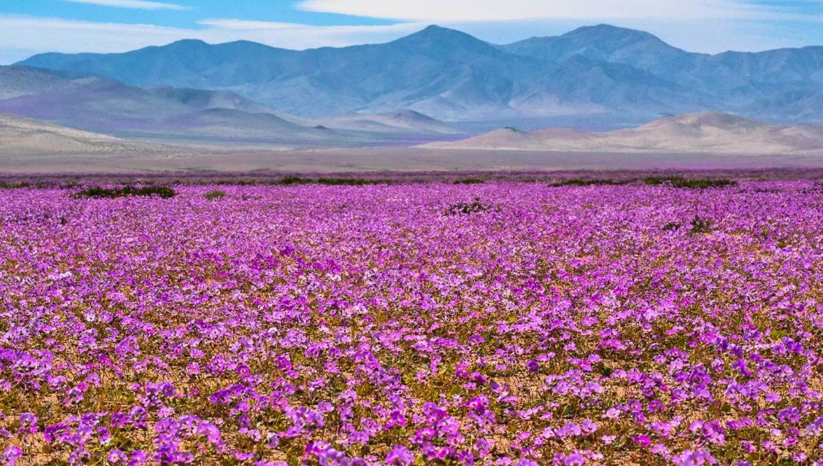 La lluvia transforma el desierto más seco del planeta Tierra en un mar de flores después de 10 años