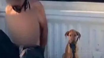 Lo detuvo la Policía y su perro lo acompañó en el patrullero