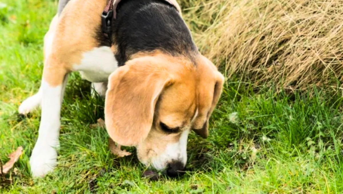 Qué significa que tu perro se coma su propia caca y por qué es algo que debes evitar