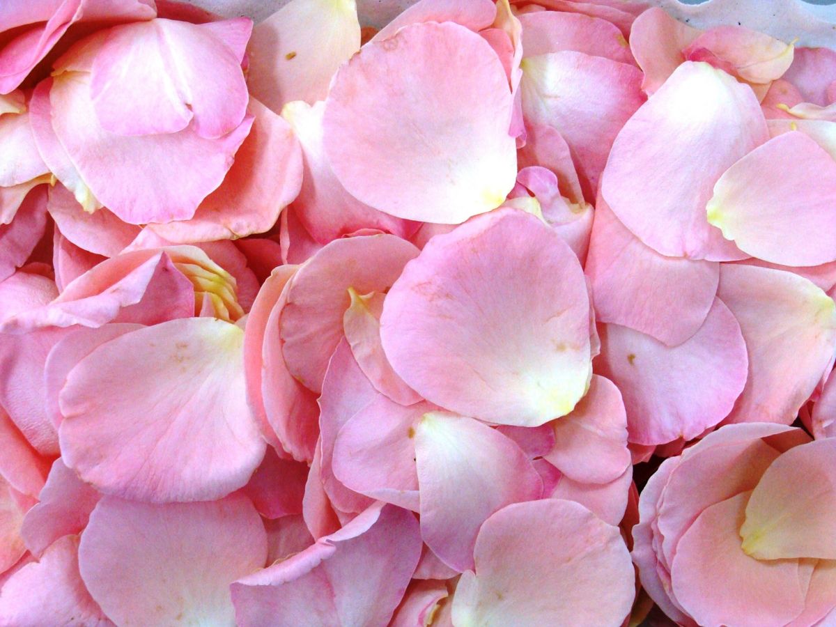 Los pétalos le darán un toque fresco y un aroma delicioso. Imagen: Pixabay Los pétalos le darán un toque fresco y un aroma delicioso. Imagen: Pixabay