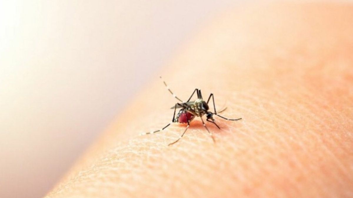 Dengue en Argentina: confirmaron una muerte y se registraron 5.000 casos