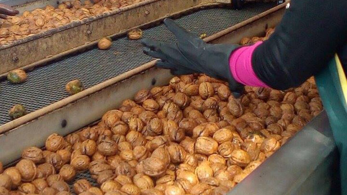 Mendoza es la principal provincia productora de nueces con más de 5.000 hectáreas cultivadas.