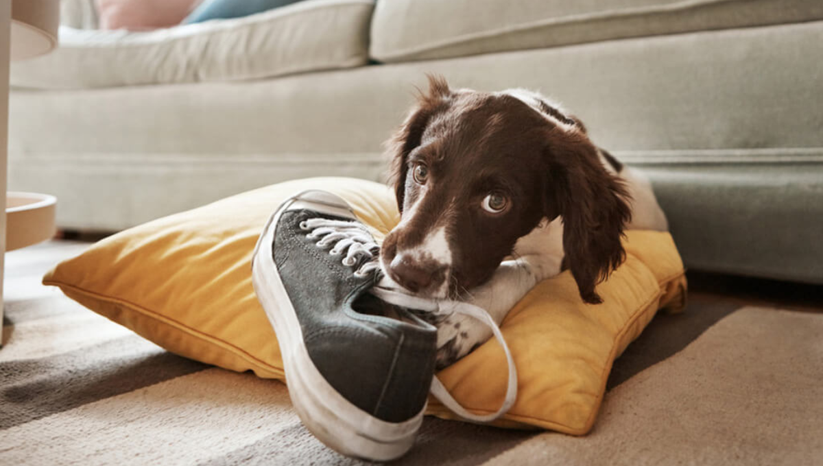 Este es el verdadero significado por el cual el perro juega con tu calzado