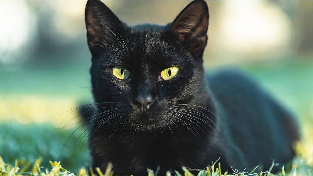 Respira hondo al saber qué significa tener un gato negro en casa.