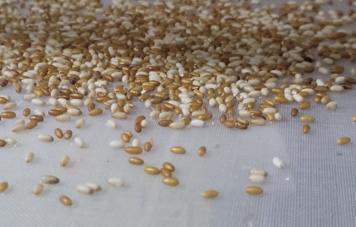 Así se ven las larvas de la mosca del mediterráneo. Así se ven las larvas de la mosca del mediterráneo.