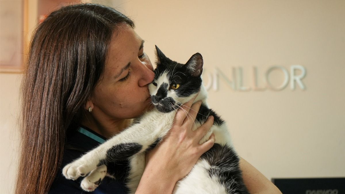 Luciana Monllor junto a Dominó en su veterinaria catfriendly en Godoy Cruz. Luciana Monllor junto a Dominó en su veterinaria catfriendly en Godoy Cruz.