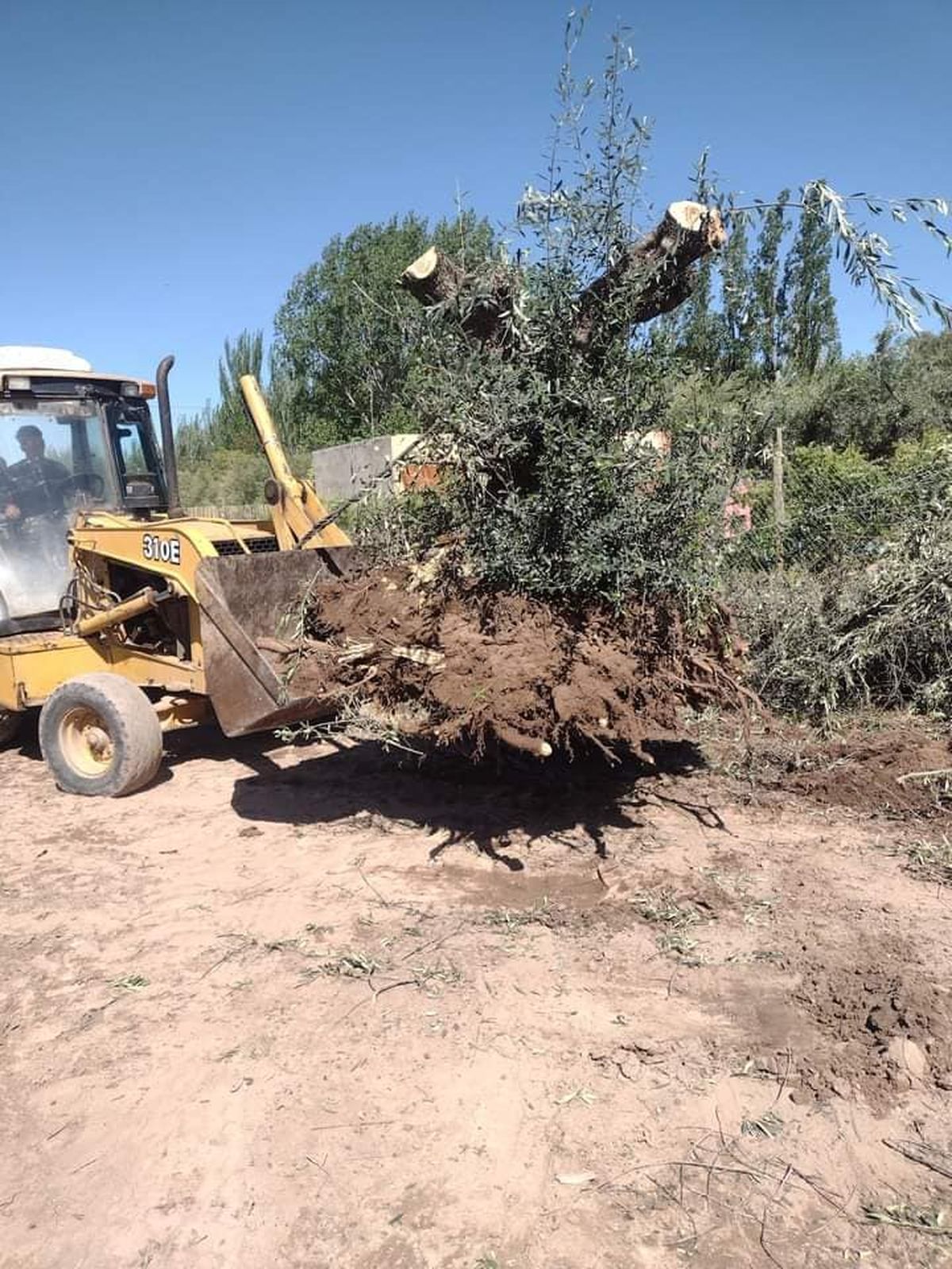 El árbol de olivo que va a trasplantarse primero se poda para que luego vuelva a florecer. El árbol de olivo que va a trasplantarse primero se poda para que luego vuelva a florecer.