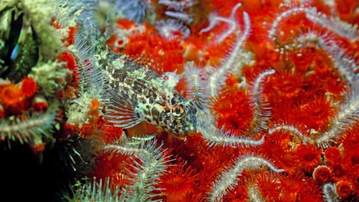 Un pez blénido entre un manto de anémonas coloniales y frágiles brazos de estrella de mar. La plataforma MX-1 se ha convertido en un foco de biodiversidad marina. (Imagen: Yuri Hooker) Un pez blénido entre un manto de anémonas coloniales y frágiles brazos de estrella de mar. La plataforma MX-1 se ha convertido en un foco de biodiversidad marina. (Imagen: Yuri Hooker)