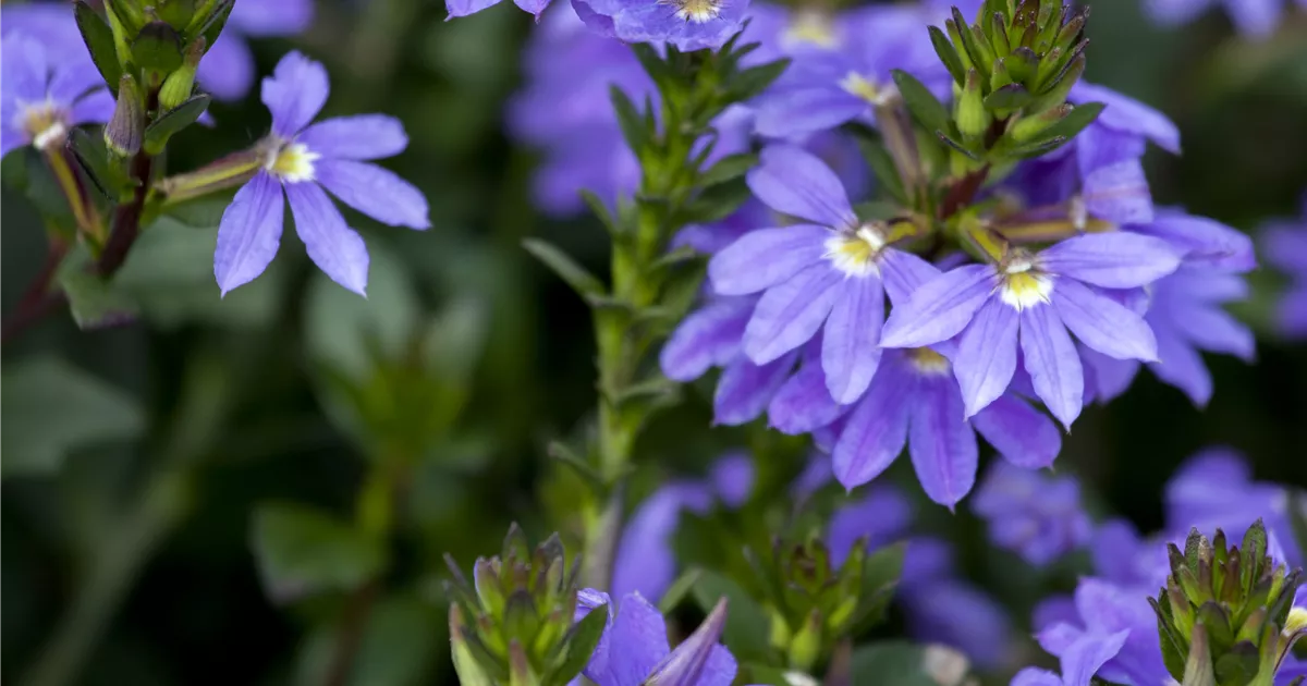La planta que resiste el calor y regala flores llamativas casi todo el año