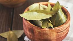 Según el Feng Shui, las hojas de laurel son una planta poderosa para atraer abundancia y alejar las malas vibras.