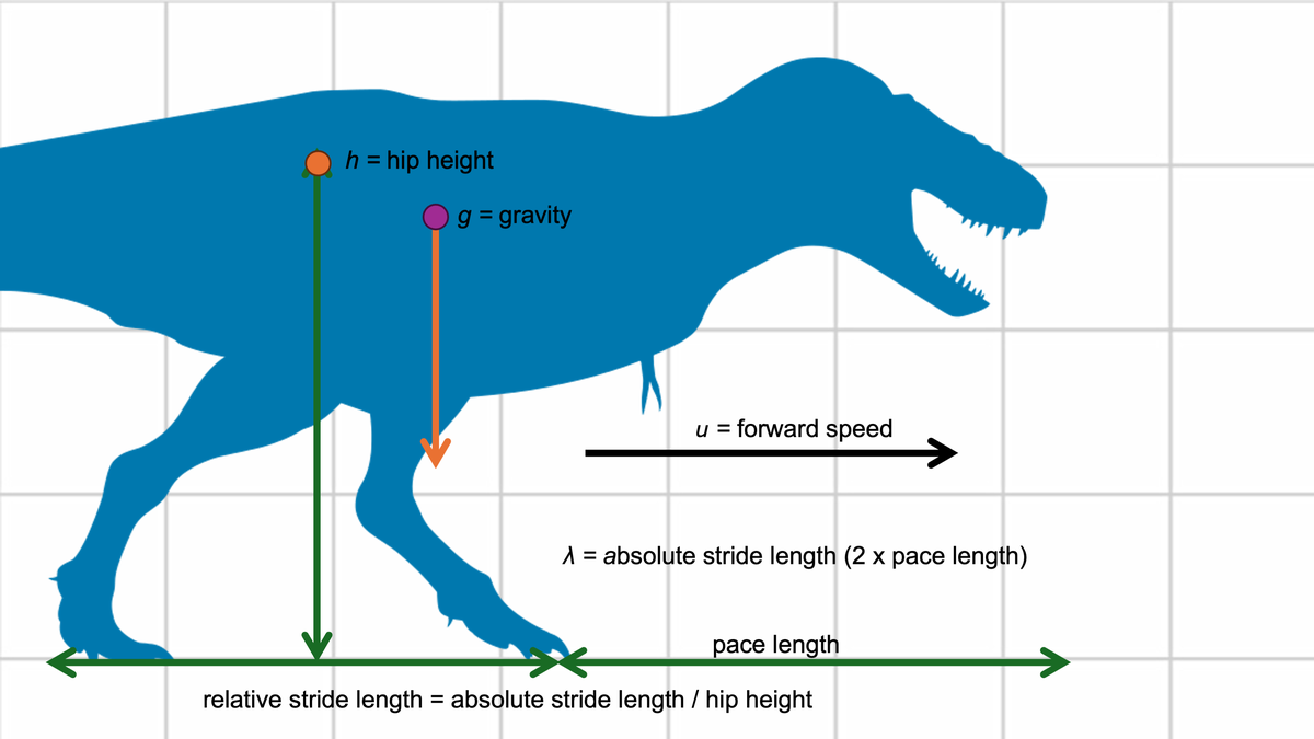 El estudio investigó a fondo el movimiento del tiranosaurio.