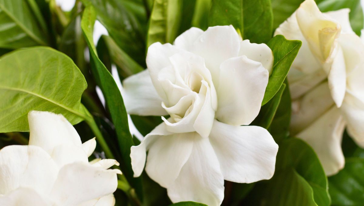 Planta de jazmín: cuánto tiempo tarda en dar flores una vez plantado