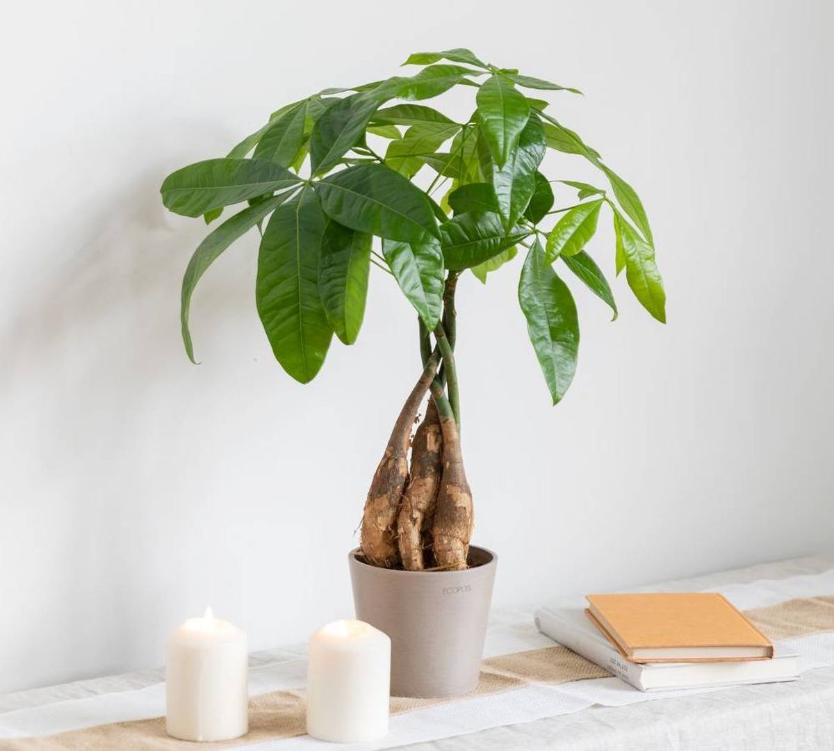 Este árbol crece en maceta y no demanda muchos cuidados de jardinería. Este árbol crece en maceta y no demanda muchos cuidados de jardinería.