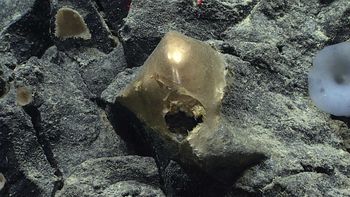 Así descubrieron una orbe dorada en el fondo del océano