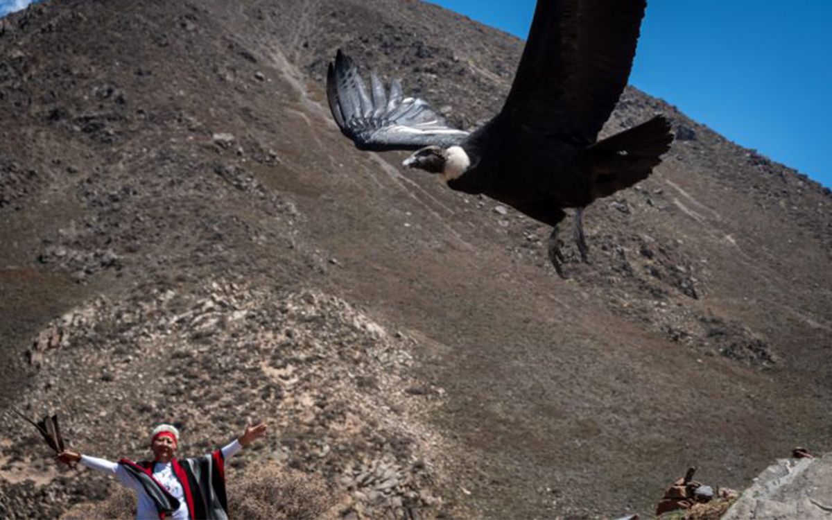 El cóndor empezó con una recuperación que duró casi dos meses y que le permitió poder ser reinsertado en su hábitat. El cóndor empezó con una recuperación que duró casi dos meses y que le permitió poder ser reinsertado en su hábitat.