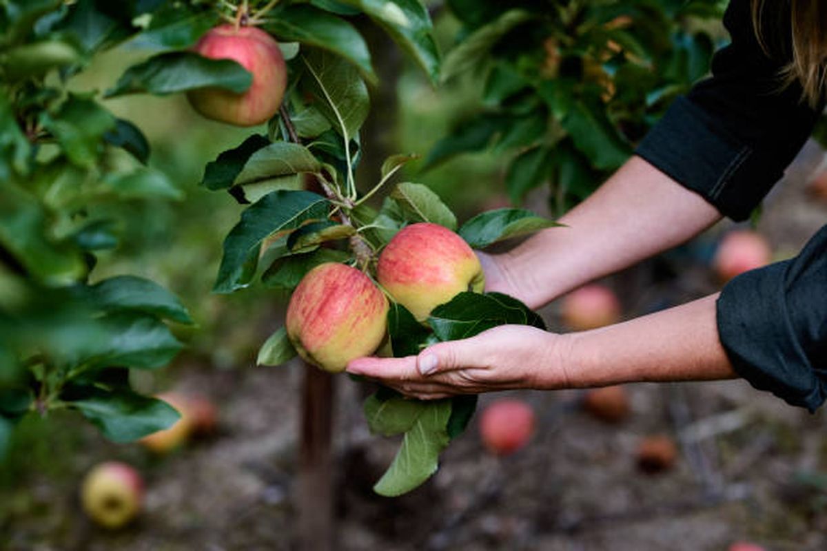 Manzano, otro de los árboles ideales para cultivar en el ocaso del invierno. Manzano, otro de los árboles ideales para cultivar en el ocaso del invierno.