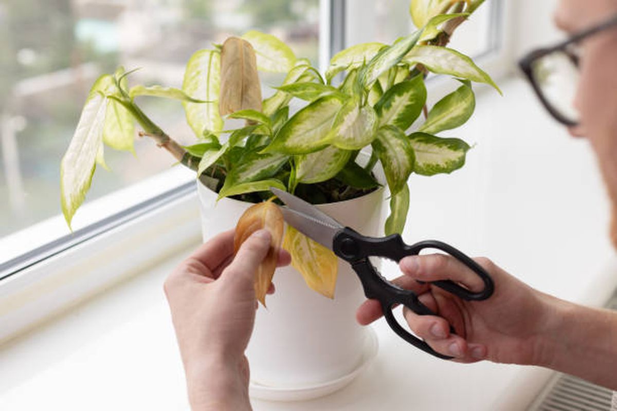 Es necesario cortar tallos y hojas secas de la planta marchita. Es necesario cortar tallos y hojas secas de la planta marchita.