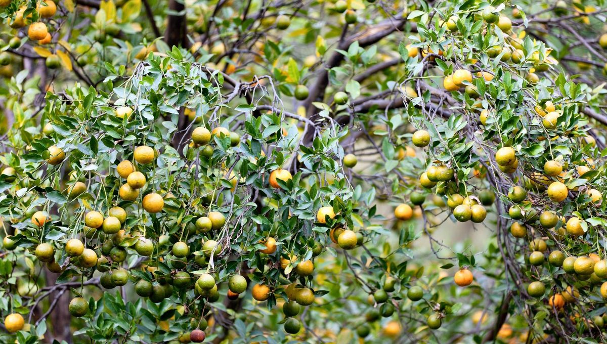 El naranjo es un árbol frutal que requiere cuidados necesarios y dedicados para que sus beneficios den fruto. El naranjo es un árbol frutal que requiere cuidados necesarios y dedicados para que sus beneficios den fruto.