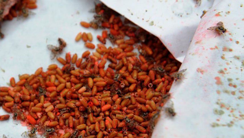 Mendoza exportará 162 millones de moscas del Mediterráneo a Bolivia