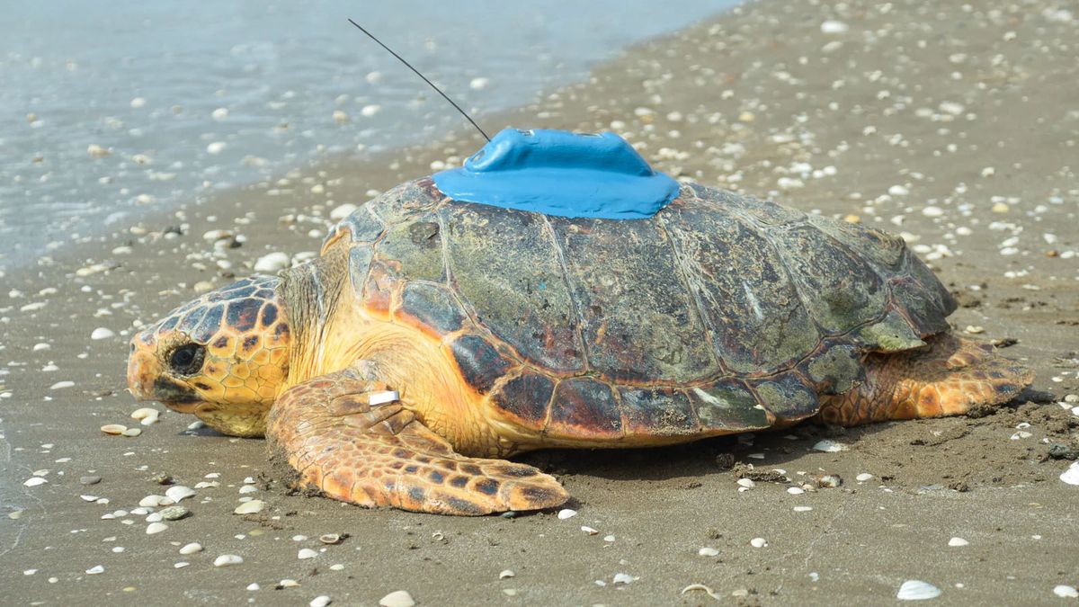 Esta imagen de una tortuga con un transmisor pertenece a Mundo Marino sirve para conocer cómo es el rastreador satelital que le colocaron al tortugo Jorge. Esta imagen de una tortuga con un transmisor pertenece a Mundo Marino sirve para conocer cómo es el rastreador satelital que le colocaron al tortugo Jorge.
