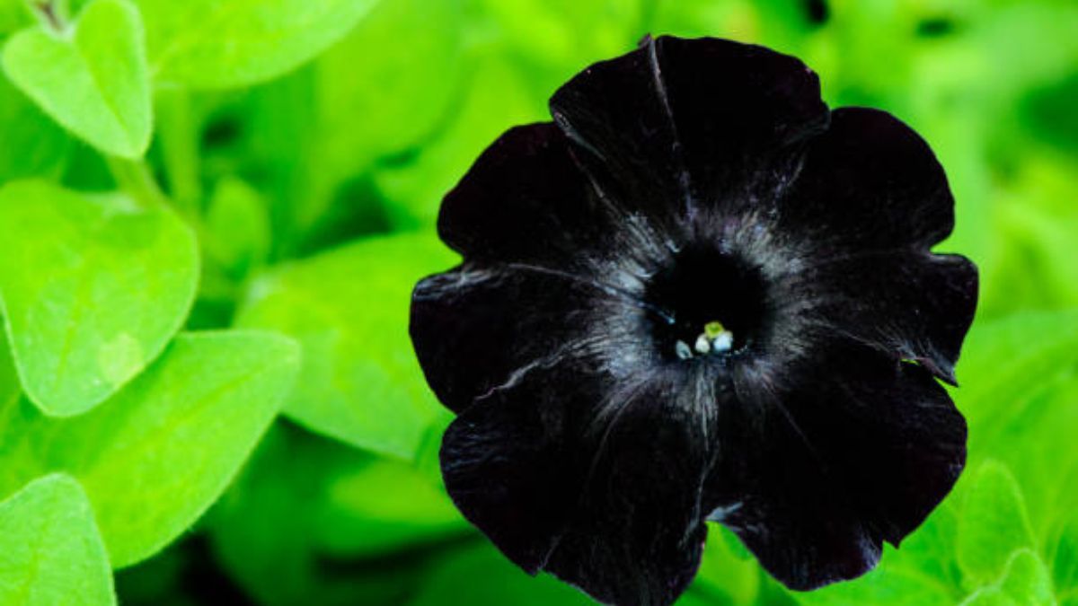 Estas plantas de flores negras aportan una belleza significativa al jardín.