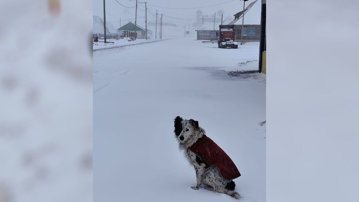 Lito aseguró que su perro, de 6 años, disfruta de las nevadas en la alta montaña. Lito aseguró que su perro, de 6 años, disfruta de las nevadas en la alta montaña.