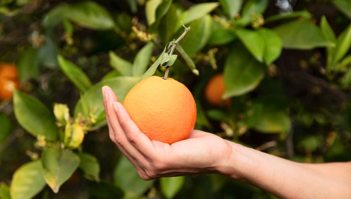 La poda del naranjo es uno de los cuidados más valiosos en la jardinería. La poda del naranjo es uno de los cuidados más valiosos en la jardinería.