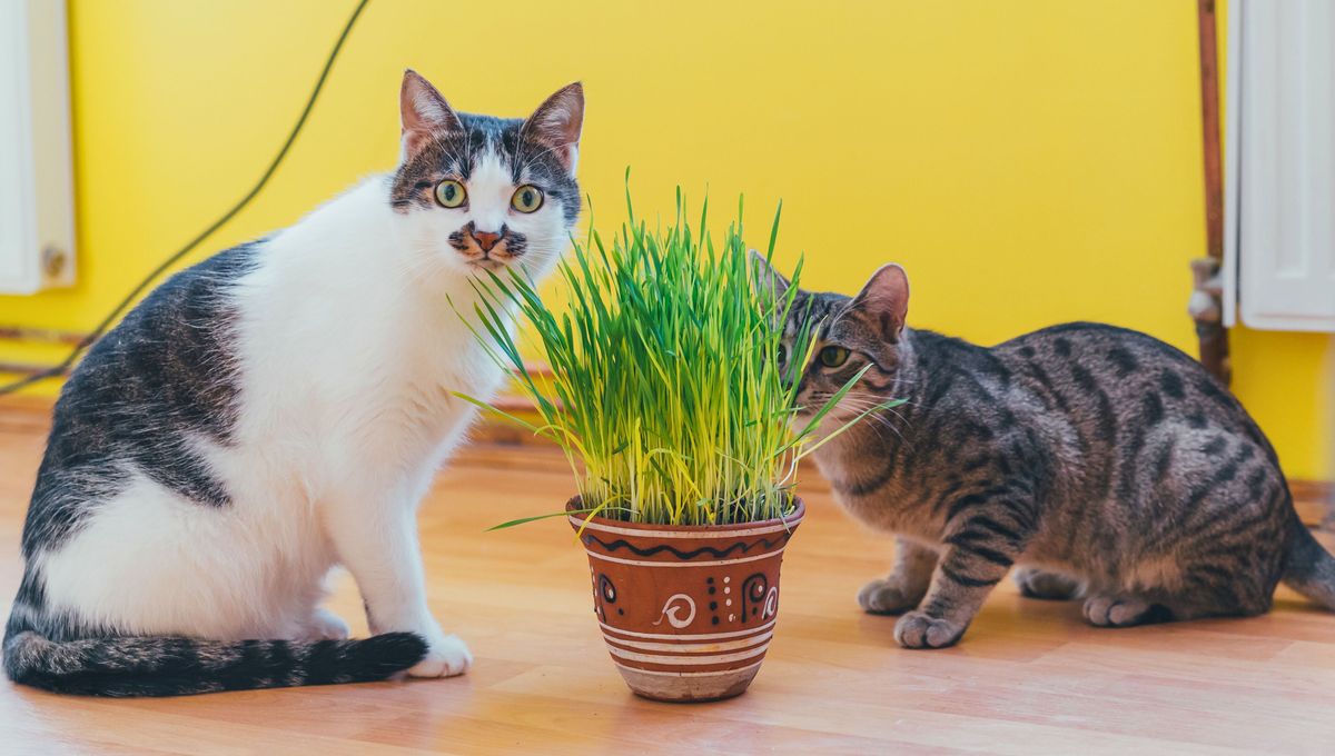 Pueden entrenar a tus mascotas para que no muerdan ni dañen las plantas. Pueden entrenar a tus mascotas para que no muerdan ni dañen las plantas. 