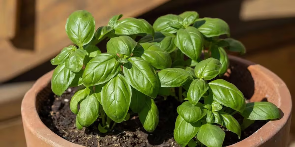 Para cuidarla correctamente, se debe podar regularmente para fomentar un crecimiento más frondoso. Para cuidarla correctamente, se debe podar regularmente para fomentar un crecimiento más frondoso.