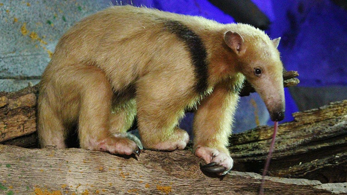 En el Ecoparque de Mendoza se hizo un trabajo de curación y de rehabilitación del oso hormiguero, que provendría del tráfico ilegal. En el Ecoparque de Mendoza se hizo un trabajo de curación y de rehabilitación del oso hormiguero, que provendría del tráfico ilegal.