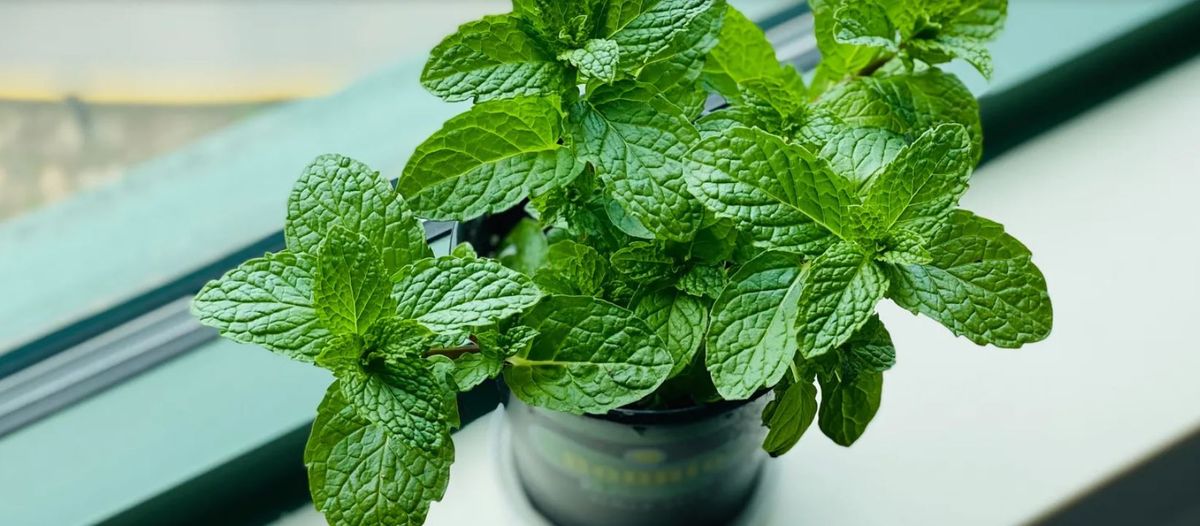 Mate rico y saludable. Sí le agregás menta al mate además de quedarle riquísimo, te ayudará a bajar el abdomen. Mate rico y saludable. Sí le agregás menta al mate además de quedarle riquísimo, te ayudará a bajar el abdomen. 