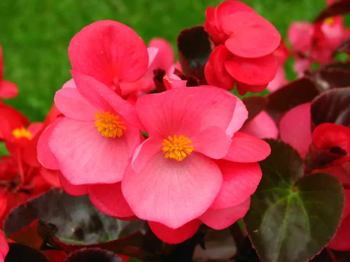 Las begonias tuberosas se pueden cultivar en el suelo del jardín o en macetas, tanto en exterior como en interior. Imagen: Pexels. Las begonias tuberosas se pueden cultivar en el suelo del jardín o en macetas, tanto en exterior como en interior. Imagen: Pexels.