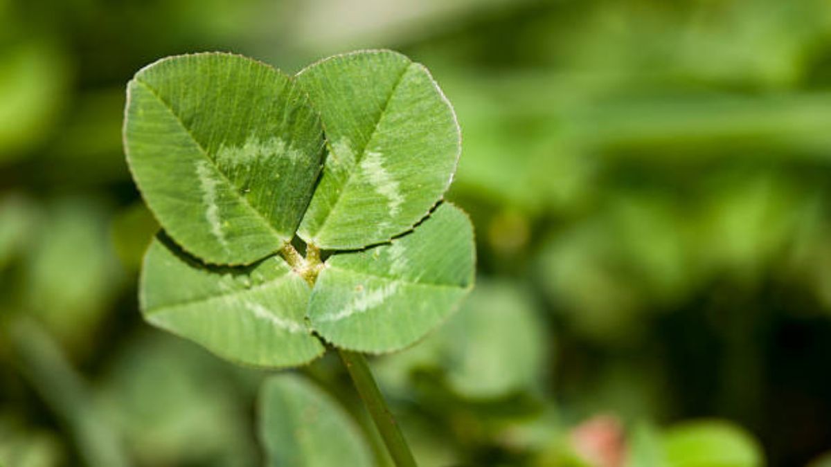 Los 7 significados de encontrar un trébol de cuatro hojas