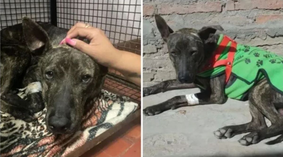 Maltrato animal. Un hombre en Salta deberá pagar 100 mil pesos por balear a un perro.