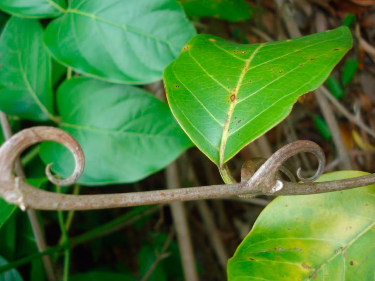 El nombre de esta planta se relaciona con que tiene tallos similares a las uñas de gato. Imagen: Freepik El nombre de esta planta se relaciona con que tiene tallos similares a las uñas de gato. Imagen: Freepik