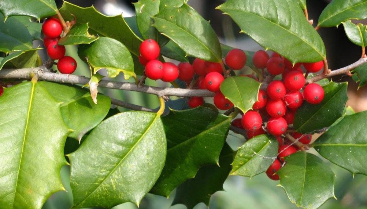 El muérdago norteamericano tiene bayas rojas brillantes. El muérdago norteamericano tiene bayas rojas brillantes.