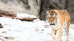 El tigre es uno de los animales más inteligentes. El tigre es uno de los animales más inteligentes.