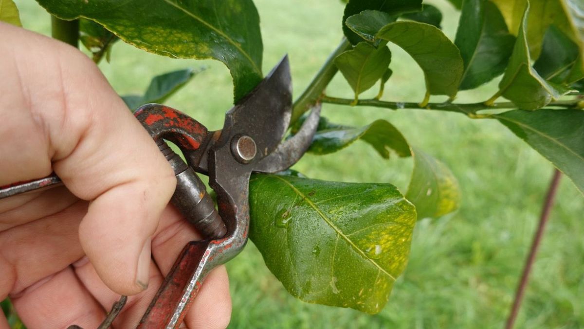 El mejor momento para podar un limonero es a finales de invierno o principios de la primavera 