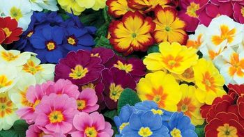 La planta que debes sembrar en agosto para llenar de color y perfume tu jardín