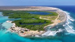 Sacaron las cabras de una isla de América Latina para recuperar el bosque: 15 años después