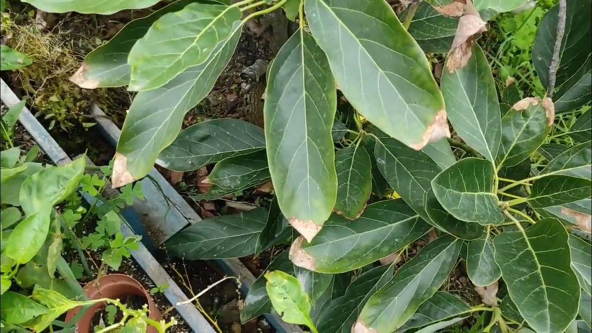 Árbol de palta: por qué no recomiendan prender fuego sus hojas y cuáles son los riesgos Árbol de palta: por qué no recomiendan prender fuego sus hojas y cuáles son los riesgos