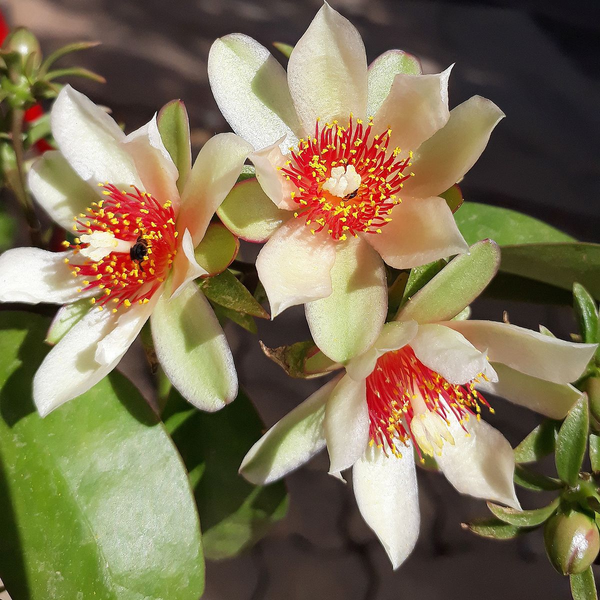 Esta planta requiere pocos cuidados. Imagen: Freepik Esta planta requiere pocos cuidados. Imagen: Freepik