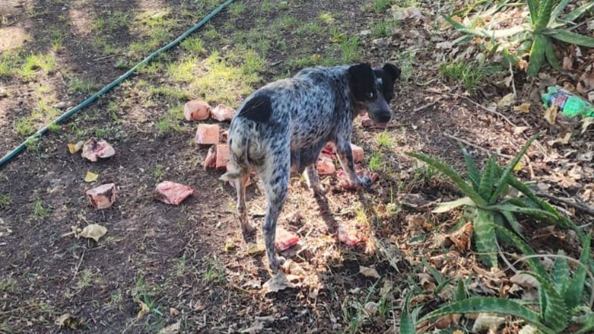 La perra estaba por la zona de Villa Nueva, en Guaymall&eacute;n, con sus cachorros. Se metieron dentro de una acequia y montaron un rescate para sacarlos.
