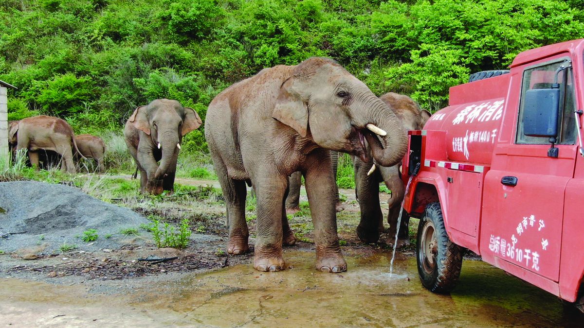 Un camión de bomberos se convierte en un abrevadero improvisado para la manada durante su viaje en las afueras de la capital provincial Kunming, el 3 de junio. XINHUA