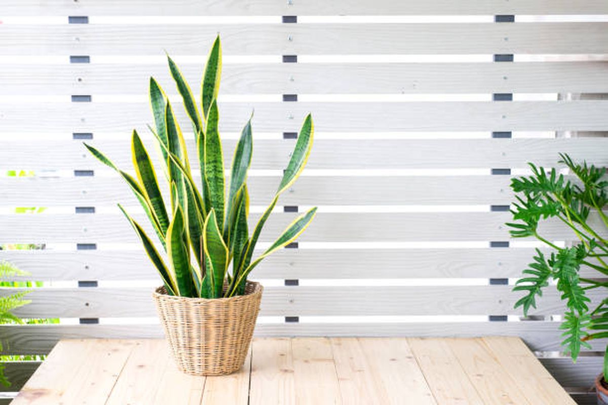 Descubre el significado de regalar una sansevieria. Descubre el significado de regalar una sansevieria.